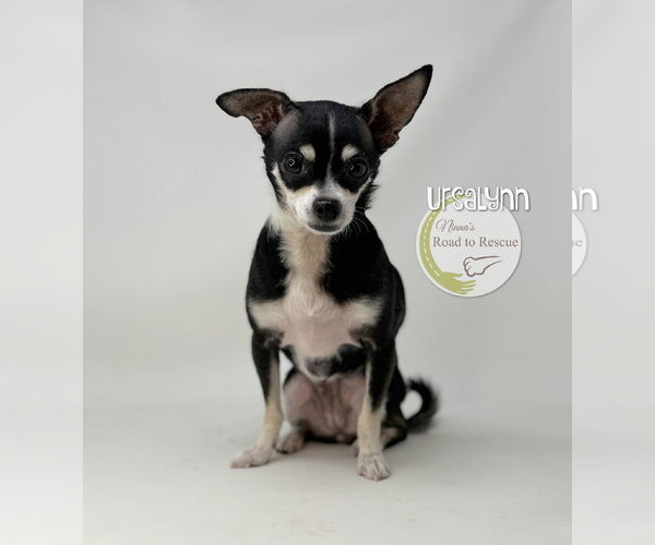 Medium Photo #2 Chihuahua Puppy For Sale in Benton, LA, USA