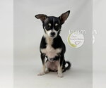 Small #1 Chihuahua