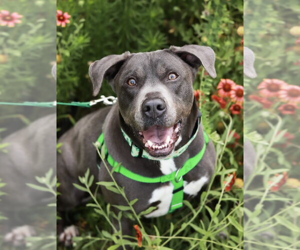 Medium Photo #10 American Staffordshire Terrier-Labrador Retriever Mix Puppy For Sale in Holly Springs, NC, USA
