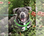 Small #9 American Staffordshire Terrier-Labrador Retriever Mix