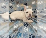 Small #6 French Bulldog