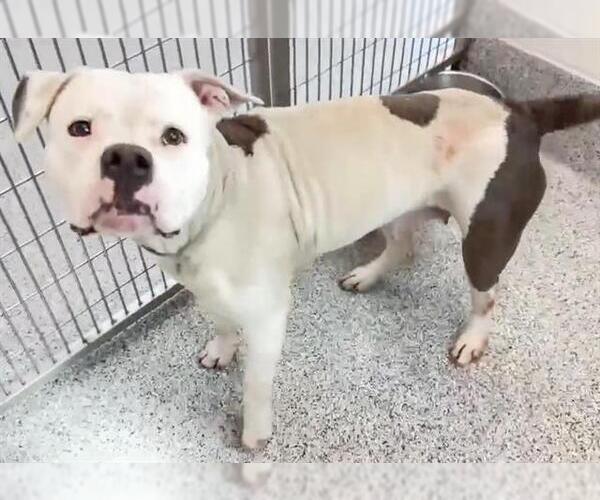 Medium Photo #3 Mutt Puppy For Sale in Houston, TX, USA