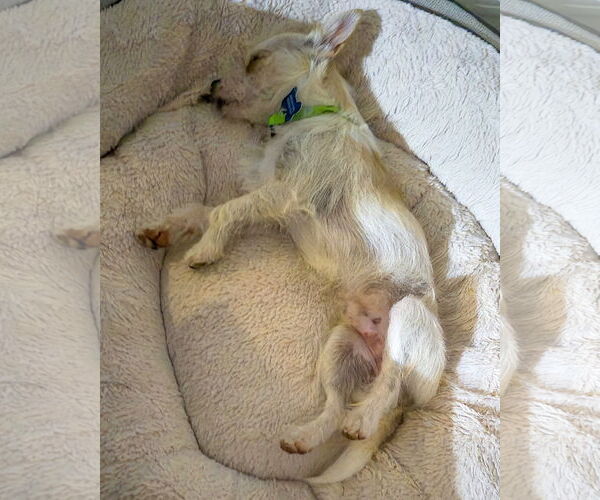 Medium Photo #5 Mutt Puppy For Sale in Corona, CA, USA