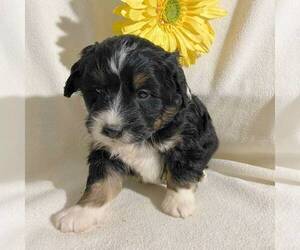 Bernedoodle-Poodle (Miniature) Mix Puppy for sale in FT PLAIN, NY, USA