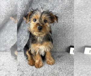Yorkshire Terrier Puppy for sale in INDIANAPOLIS, IN, USA
