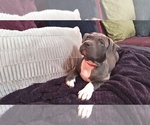 Small Photo #12 American Pit Bull Terrier Puppy For Sale in WENATCHEE, WA, USA
