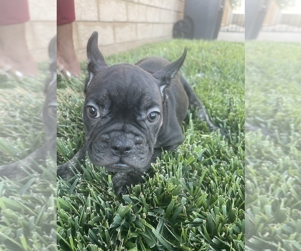 Medium Photo #116 French Bulldog Puppy For Sale in COLUMBUS, OH, USA