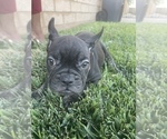 Small Photo #116 French Bulldog Puppy For Sale in COLUMBUS, OH, USA