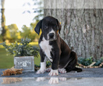 Puppy Axel Great Dane
