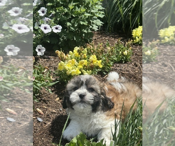 Medium Photo #5 Zuchon Puppy For Sale in CANOGA, NY, USA