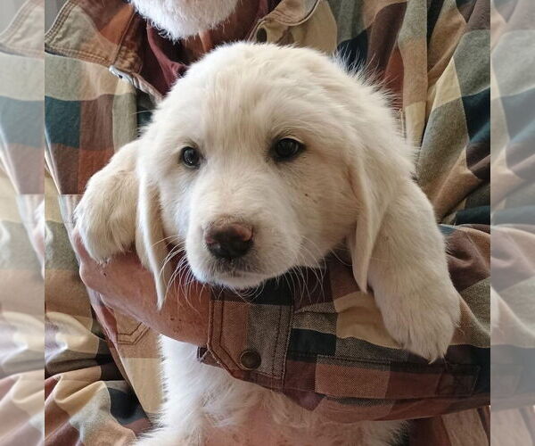 Medium Photo #1 Great Pyrenees Puppy For Sale in Vail, AZ, USA