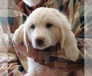 Great Pyrenees Dogs for adoption in Vail, AZ, USA