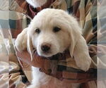 Small Great Pyrenees