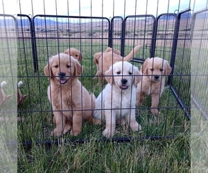 English Cream Golden Retriever Puppy for sale in INDIAN VALLEY, ID, USA