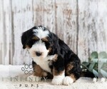 Small #2 Bernedoodle (Miniature)