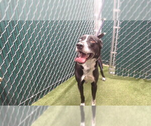 Dalmatian-Siberian Husky Mix Dogs for adoption in Downey, CA, USA