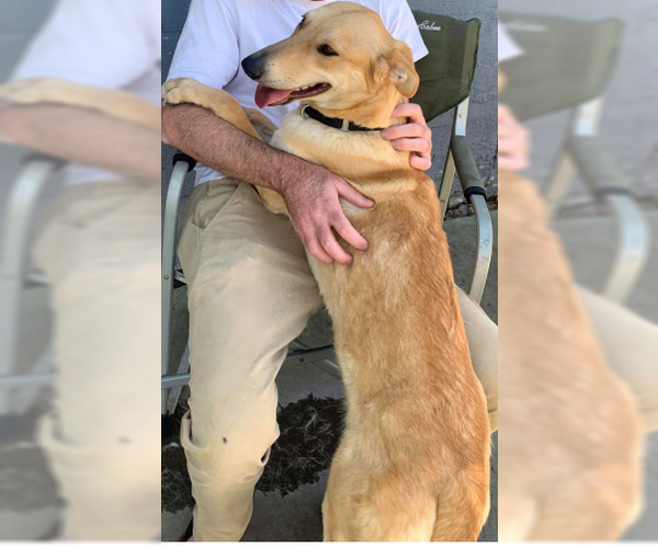 Medium Photo #3 Carolina Dog-Unknown Mix Puppy For Sale in Chandler, AZ, USA