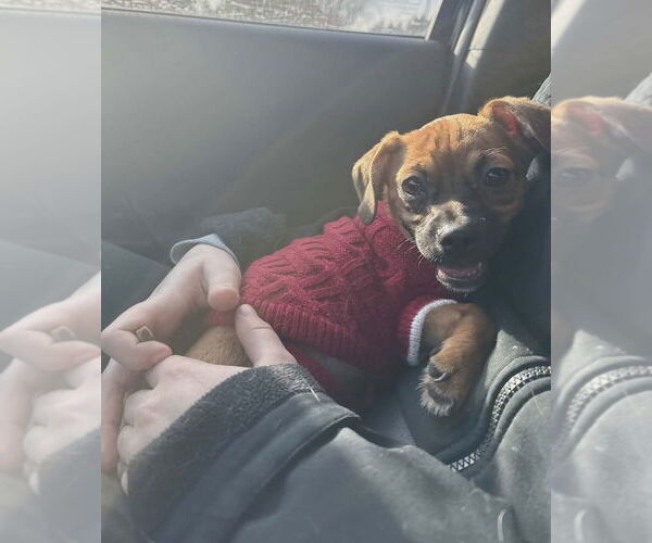 Medium Photo #6 Mutt Puppy For Sale in Plymouth, MN, USA