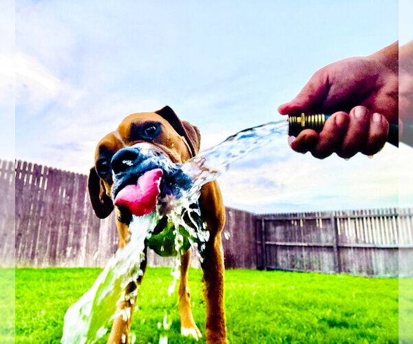 Medium Photo #2 Boxer Puppy For Sale in Austin, TX, USA