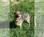 Small #2 German Shepherd Dog