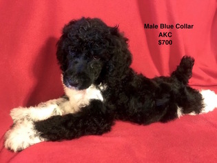 Poodle (Standard) Puppy for sale in SMITHVILLE, MS, USA