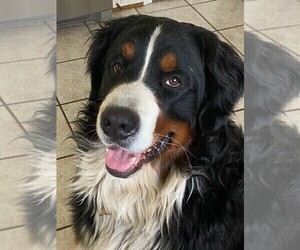 Father of the Bernese Mountain Dog puppies born on 04/05/2024