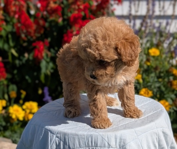 Medium Photo #11 Goldendoodle (Miniature) Puppy For Sale in GOSHEN, IN, USA