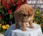 Small #10 Goldendoodle (Miniature)