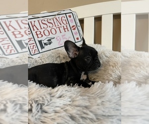 French Bulldog Puppy for sale in BROWNS SUMMIT, NC, USA