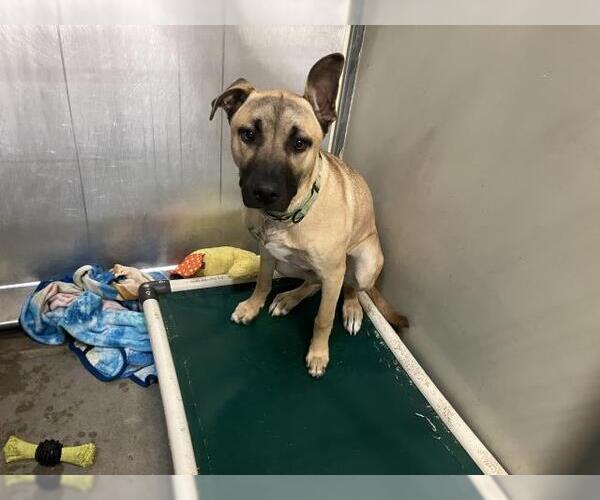 Medium Photo #2 Mastiff Puppy For Sale in Santa Barbara, CA, USA