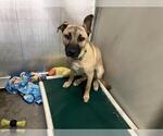 Small #1 Mastiff