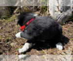 Small Photo #6 Karelian Bear Dog Puppy For Sale in ANACONDA, MT, USA