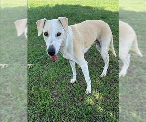 Catahoula Leopard Dog-Unknown Mix Dogs for adoption in Conroe, TX, USA