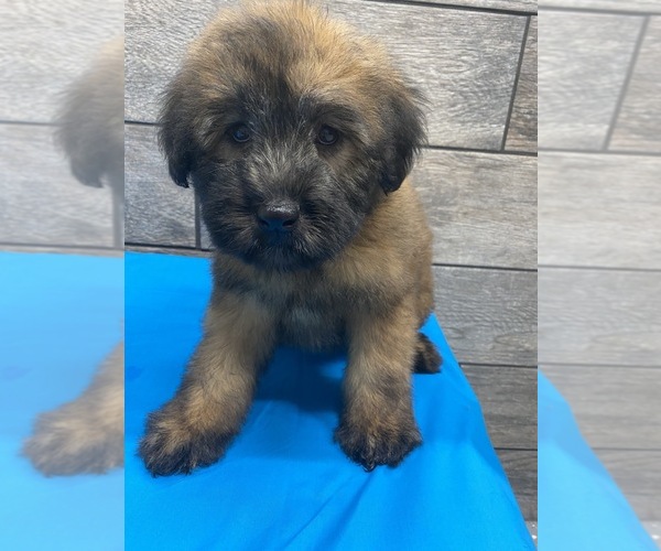Medium Photo #5 Soft Coated Wheaten Terrier Puppy For Sale in RICHMOND, IL, USA