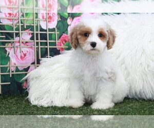Cavapoo Puppy for sale in MARIETTA, GA, USA