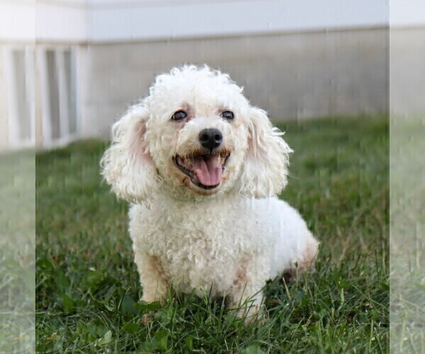 Medium Photo #1 Zuchon Puppy For Sale in ARTHUR, IL, USA