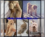 Small Photo #1 Goldendoodle Puppy For Sale in STAR TANNERY, VA, USA