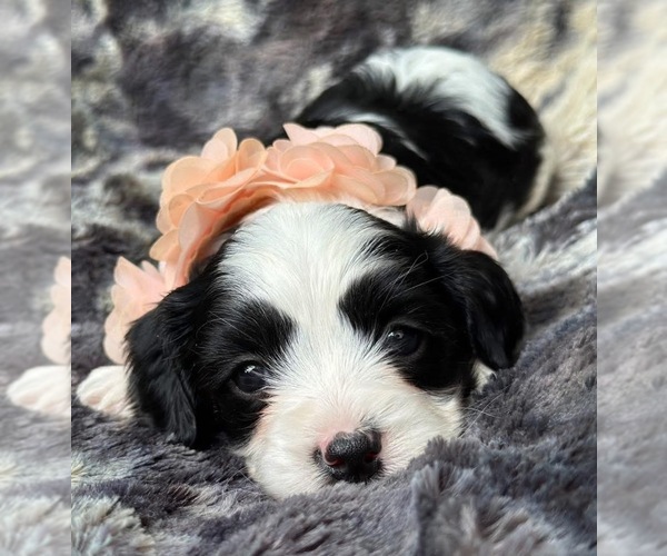 Medium Photo #1 Cavapoo Puppy For Sale in CAMPBELLSVILLE, KY, USA
