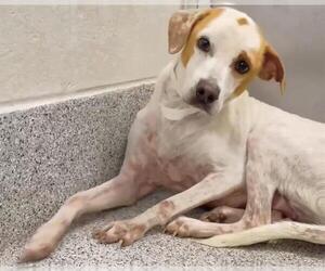 Labrador Retriever-Unknown Mix Dogs for adoption in Houston, TX, USA