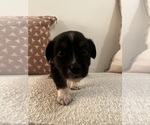 Puppy Puppy 3 Skunk Miniature Australian Shepherd
