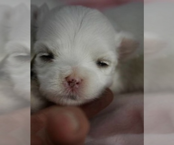 Medium Photo #3 Maltese Puppy For Sale in DELTONA, FL, USA