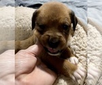 Small Photo #4 Boxweiler Puppy For Sale in CULLMAN, AL, USA
