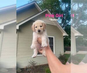 Goldendoodle Puppy for sale in SIMPSONVILLE, SC, USA
