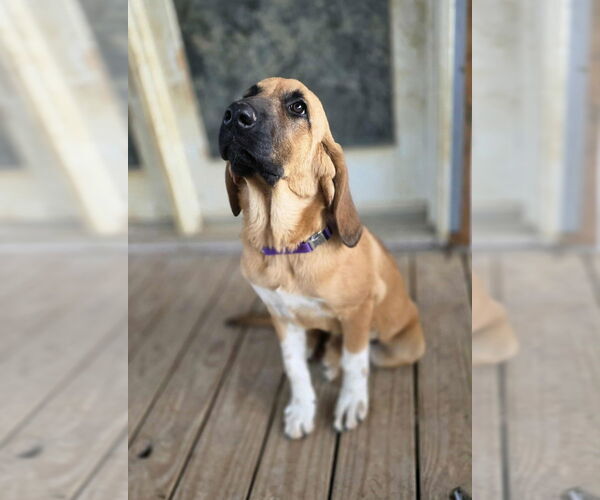 Medium Photo #1 Bloodhound-Unknown Mix Puppy For Sale in Aurora, IN, USA