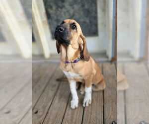 Medium Bloodhound Mix