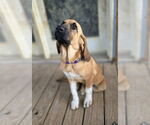 Small Bloodhound Mix