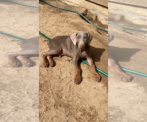 Doberman Pinscher Puppy for sale in YUCCA VALLEY, CA, USA