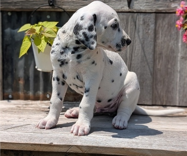 Medium Photo #7 Dalmatian Puppy For Sale in GOSHEN, IN, USA