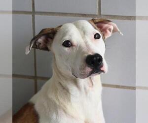 American Staffordshire Terrier Dogs for adoption in San Antonio, TX, USA