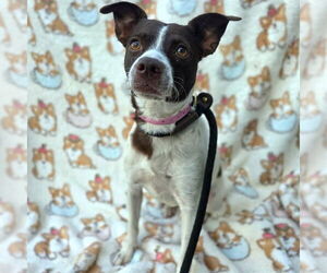 Medium Chihuahua Mix